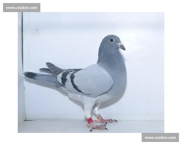 羽球冠军踏雄台:谌龙王适娴探访镇北台 羽球冠军踏雄台:谌龙王适娴探访镇北台